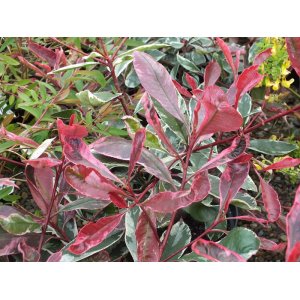  Červienka fraserova (Photinia Serratifolia) ´PINK MARBLE´ - výška 160-180 cm, kont. C90L - BONSAJ - PON PON 